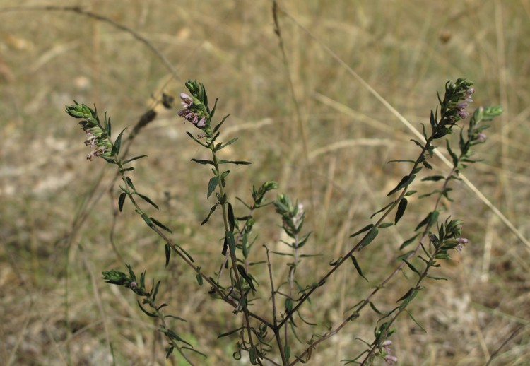 Odontites vernus